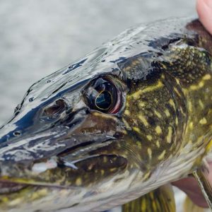 Bäst fiskedrag för att fiska gädda