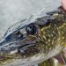 Bäst fiskedrag för att fiska gädda